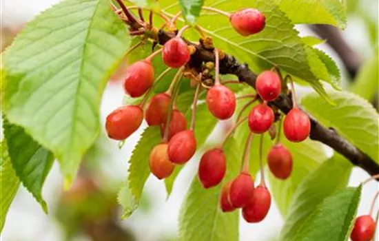 Prunus av.'Büttners Rt. Knorpelk' CAC