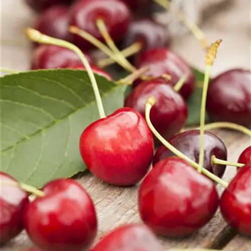 Prunus av.'Große Schwarze Knorpelk.' CAC