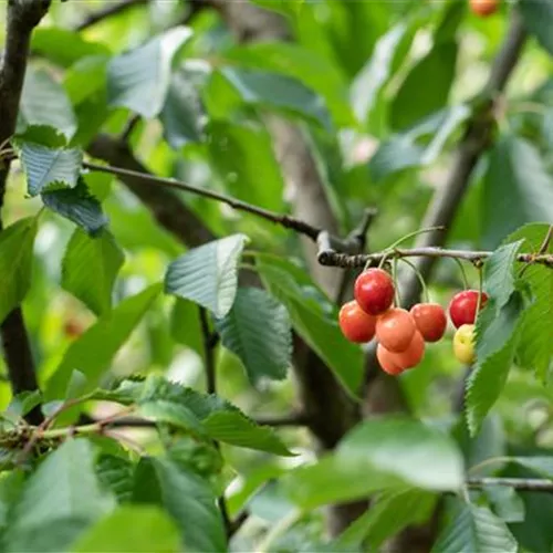 Prunus cer.'Beutelsbacher Rexelle' CAC