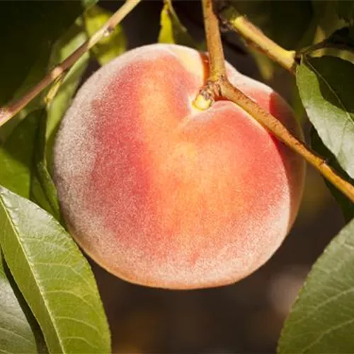 Prunus persica 'Saturne' CAC