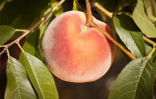 Prunus persica 'Saturne' CAC