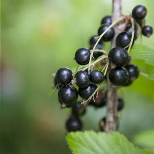 Ribes nigrum 'Bona' -S- CAC