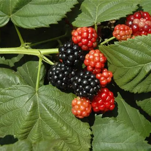 Rubus frut.'Black Satin' CAC