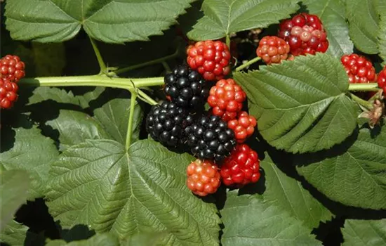 Rubus frut.'Black Satin' CAC