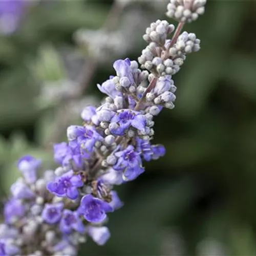 Vitex agnus-castus
