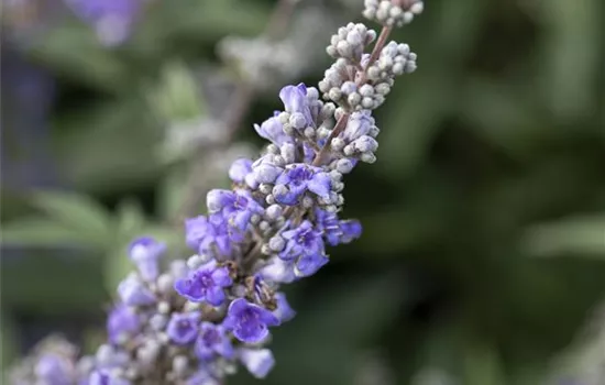 Vitex agnus-castus