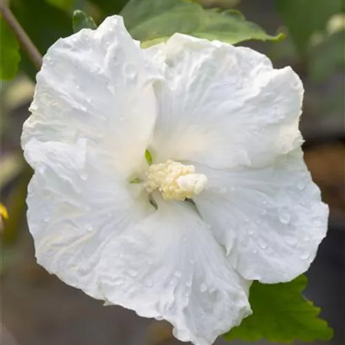 Hibiscus syriacus 'William R.Smith'