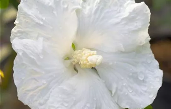 Hibiscus syriacus 'William R.Smith'