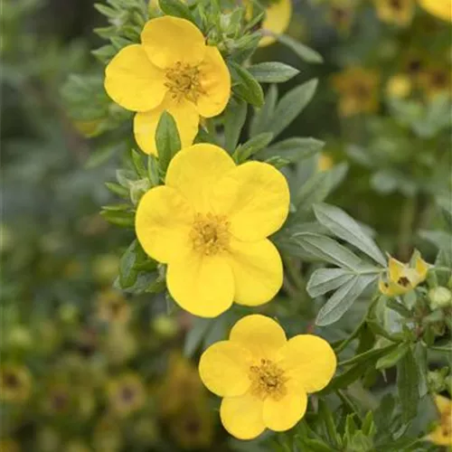 Potentilla fruticosa 'Kobold'