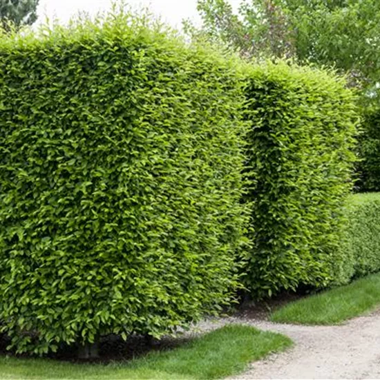 Sichtschutz für Ihren Garten