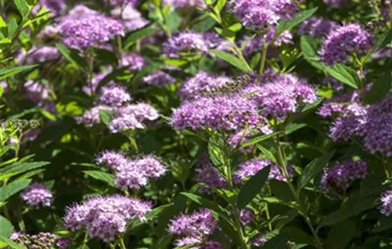 Spiraea japonica 'Little Princess'