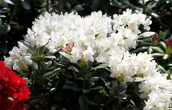 Rhododendron Hybr.'Cunningham's White'