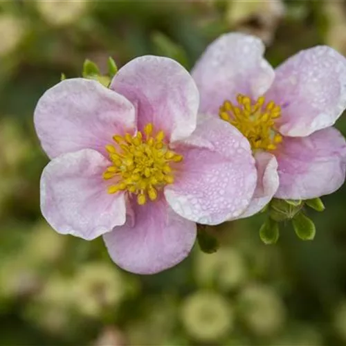 Potentilla fruticosa 'Princess' -R-