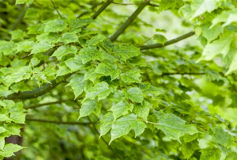 Acer davidii 'Purple Bark'