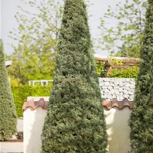 Cupressus arizonica 'Fastigiata' Cupressus arizonica 'Fastigiata'