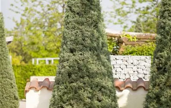 Cupressus arizonica 'Fastigiata'