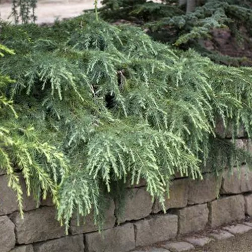 Cedrus deodara 'Feeling Blue' Cedrus deodara 'Feeling Blue'