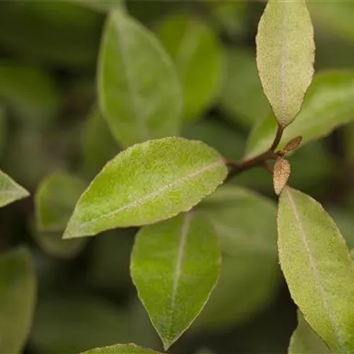 Elaeagnus ebbingei
