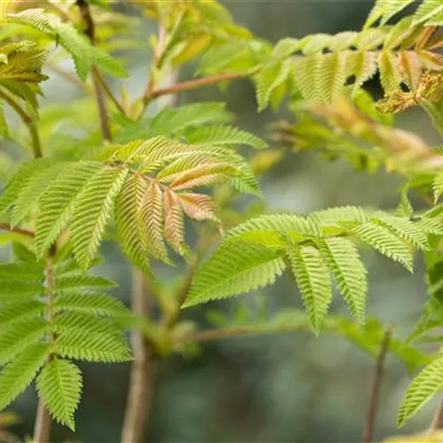 Sorbaria sorbifolia 'Sem' -S-