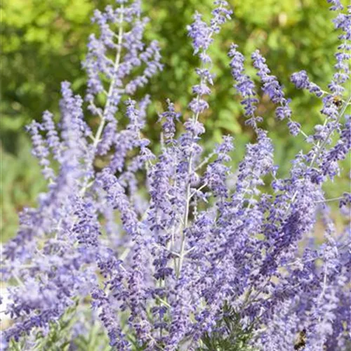 Perovskia atriplicif.'Little Spire' -R-