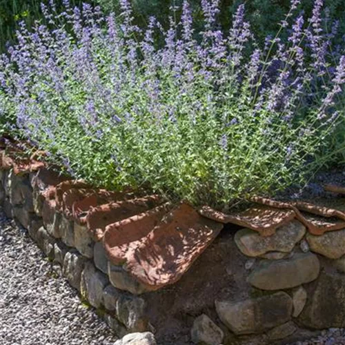 Perovskia atriplicifolia 'Blue Spire'