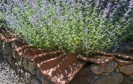 Perovskia atriplicifolia 'Blue Spire'