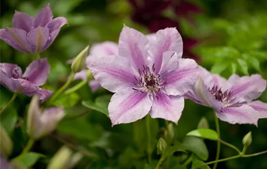 Clematis 'Nelly Moser'