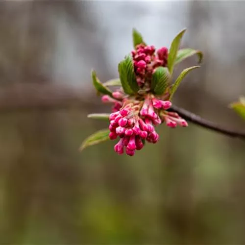Viburnum bodnantense 'Dawn'