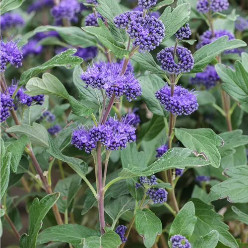 Caryopteris clandonensis 'Grand Bleu' -R-