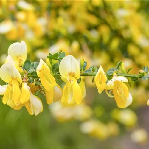 Cytisus praecox 'Allgold'