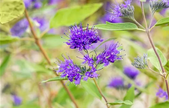 Caryopteris clandonensis 'Heavenly Blue'