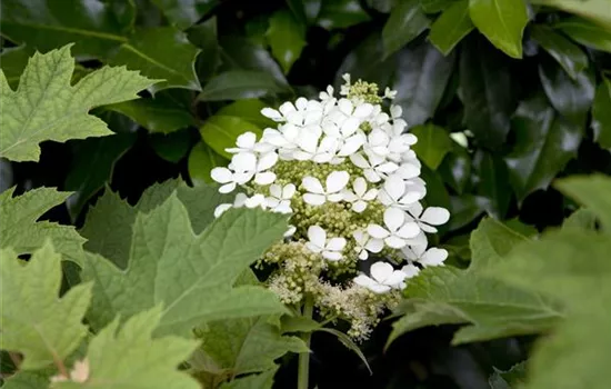 Hydrangea quercifolia