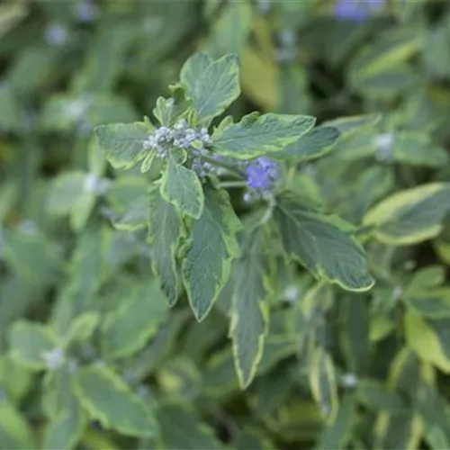Caryopteris clandonensis 'Summer Sorbet' -S-