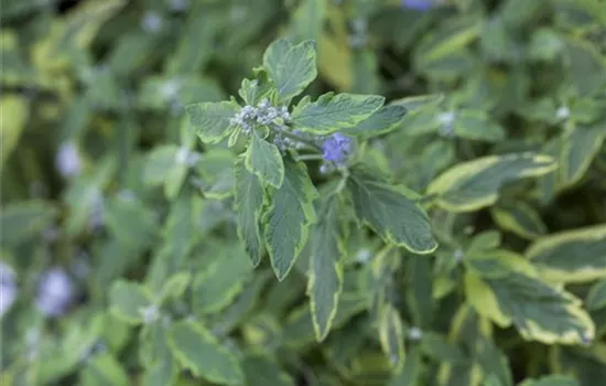 Caryopteris clandonensis 'Summer Sorbet' -S-