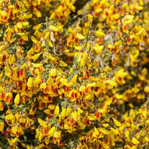 Cytisus scoparius 'Firefly'