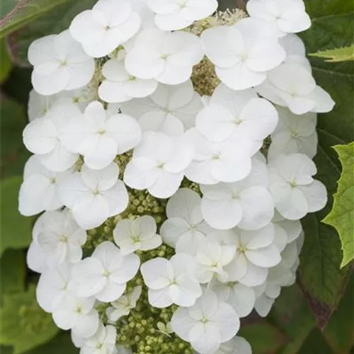 Hydrangea quercifolia 'Snowflake'