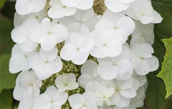 Hydrangea quercifolia 'Snowflake'