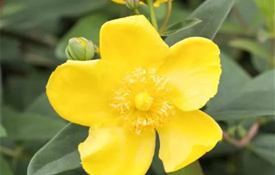 Hypericum 'Hidcote'