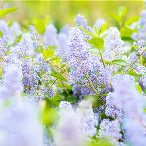 Ceanothus delilianus 'Gloire d.Versailles'