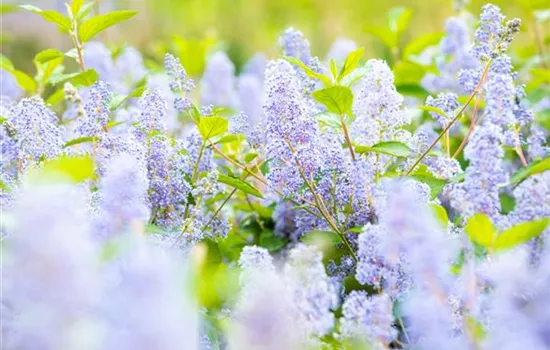 Ceanothus delilianus 'Gloire d.Versailles'