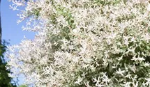 Harlekinweide 'Hakuro Nishiki'