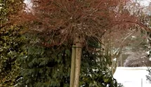Harlekinweide 'Hakuro Nishiki'