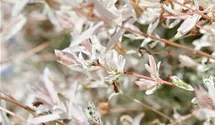 Harlekinweide 'Hakuro Nishiki'