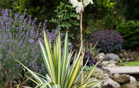 Yucca flaccida 'Golden Sword'