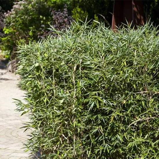 Schirmbambus pflanzen und richtig pflegen