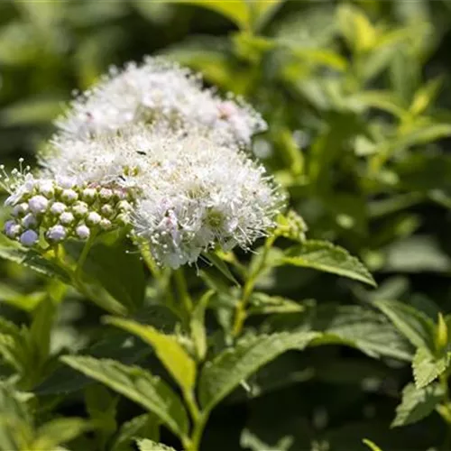 Spiraea japonica 'Albiflora'