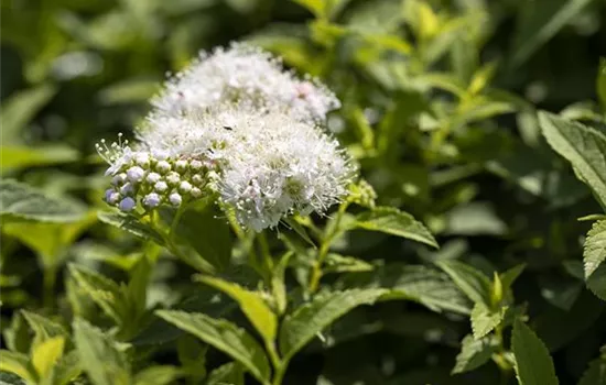 Spiraea japonica 'Albiflora'
