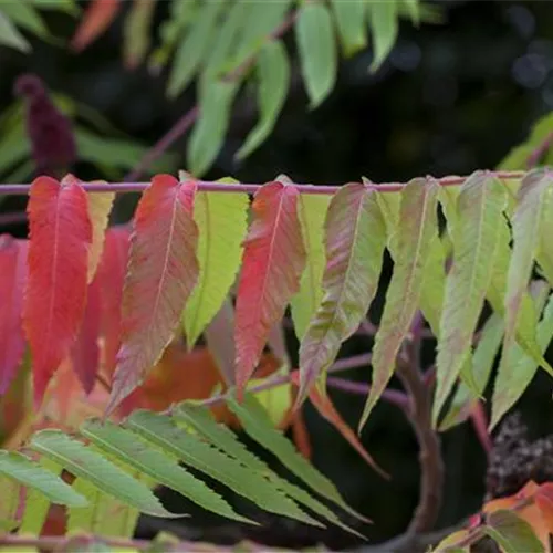 Rhus typhina