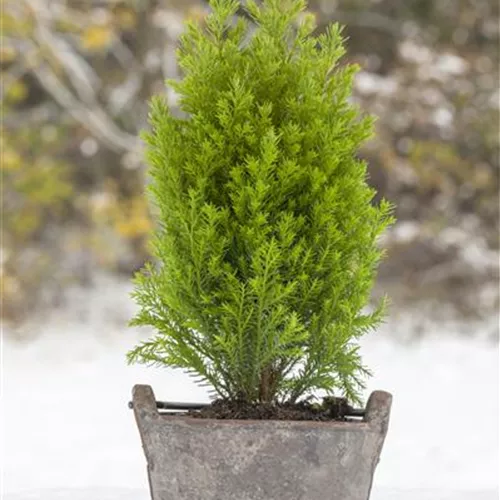 Chamaecyparis laws.'Ellwood's Gold' Chamaecyparis laws.'Ellwood's Gold'