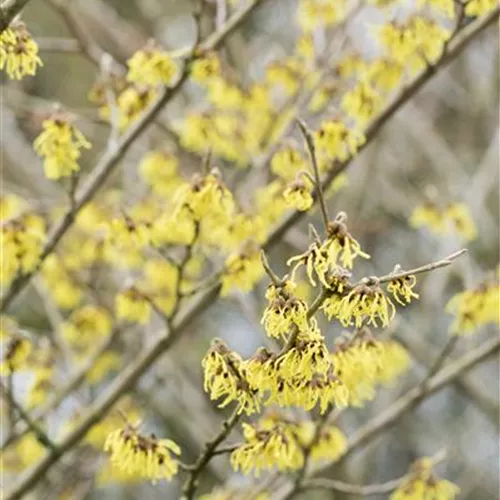Hamamelis interm.'Arnold Promise'